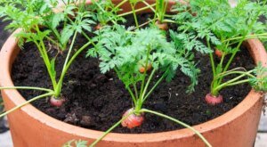 How to grow carrots in pots