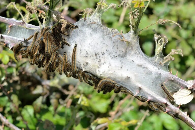 Galloned bombyx (Malacosoma neustria).  Damage to trees and biological defense