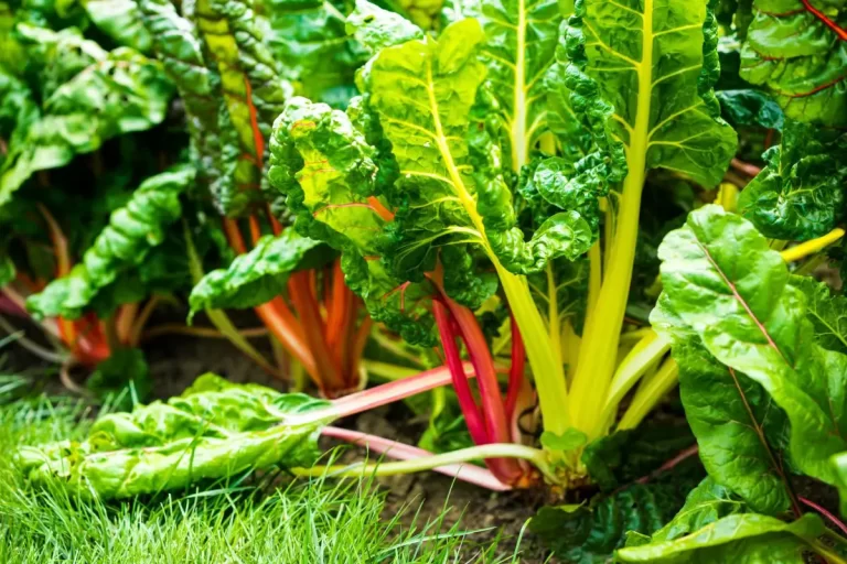 Colored chard: characteristics, properties and cultivation