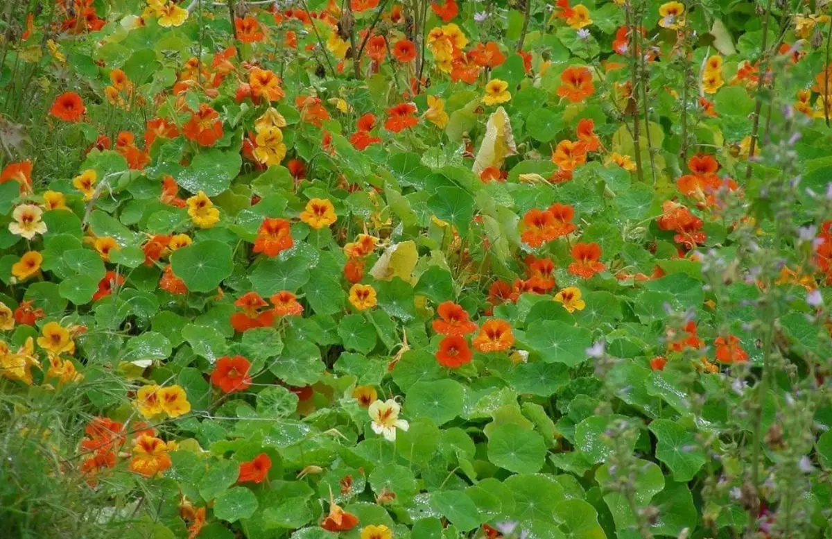 The nasturtium: how to grow this edible flower, useful in the garden