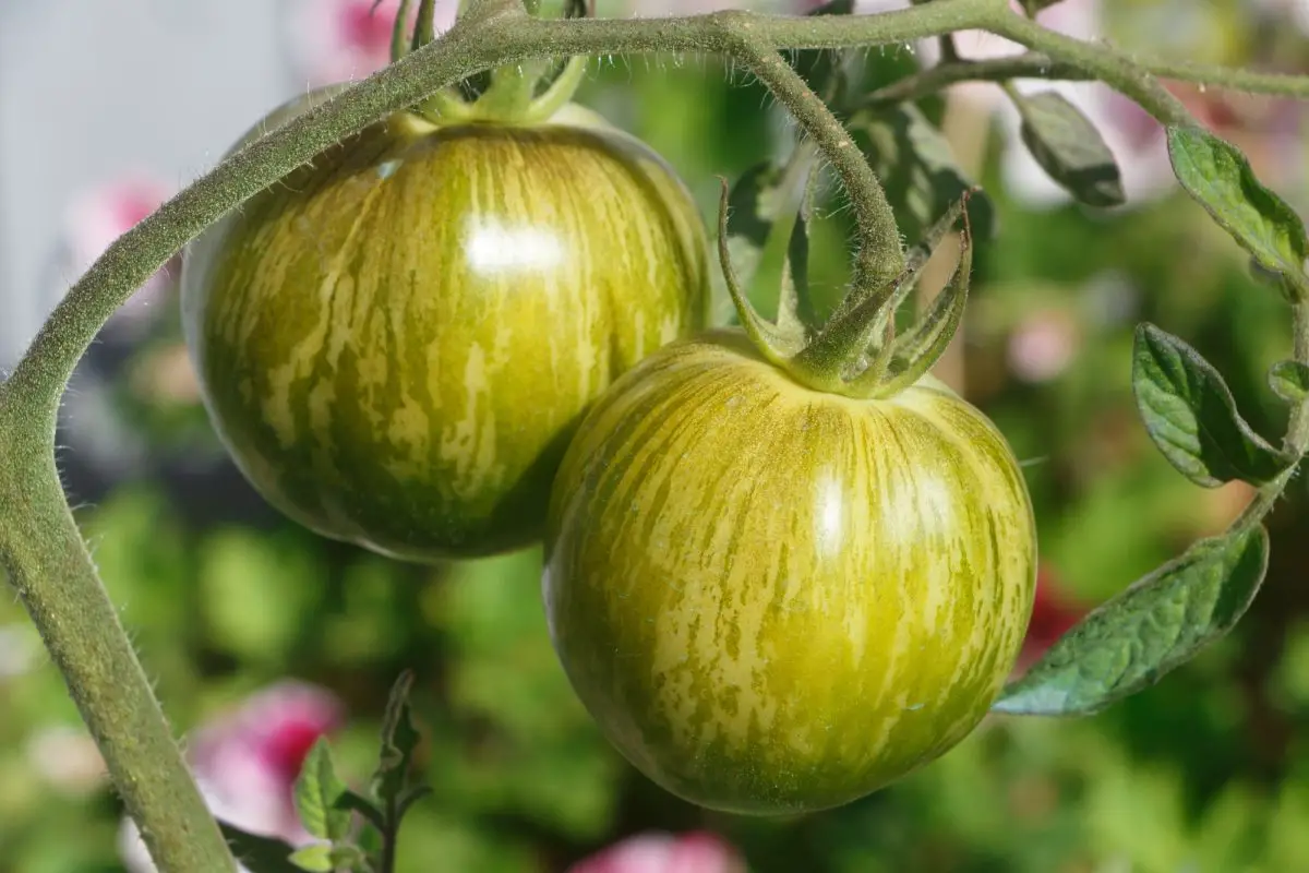 Green Zebra tomato: characteristics and advice for cultivation