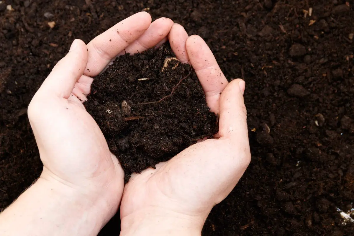 Add potassium to the soil in a biological way