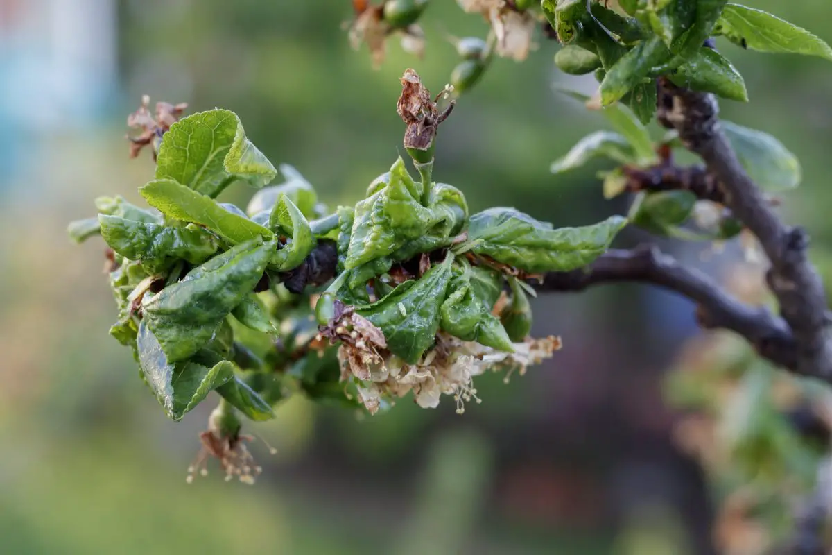 How to get rid of aphids on plum trees