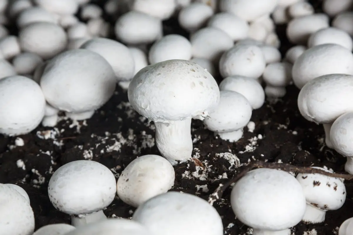 How mushrooms are grown
