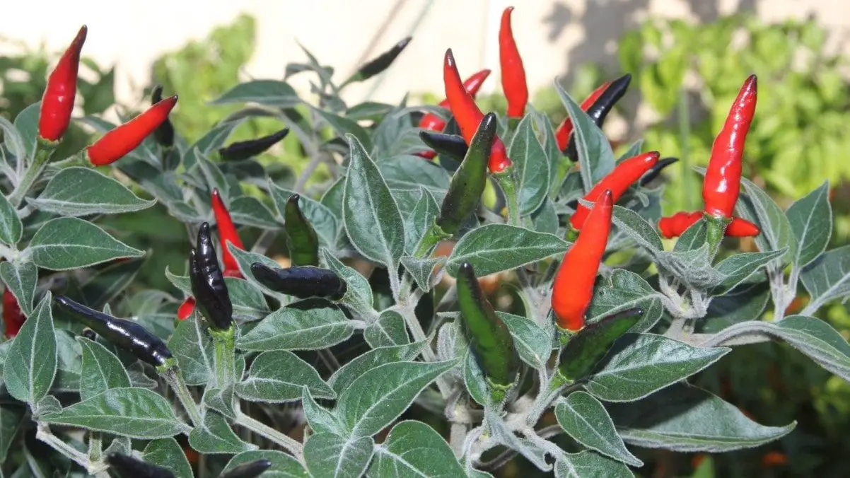 Venezuelan acrata pepper: characteristics and tips for cultivation