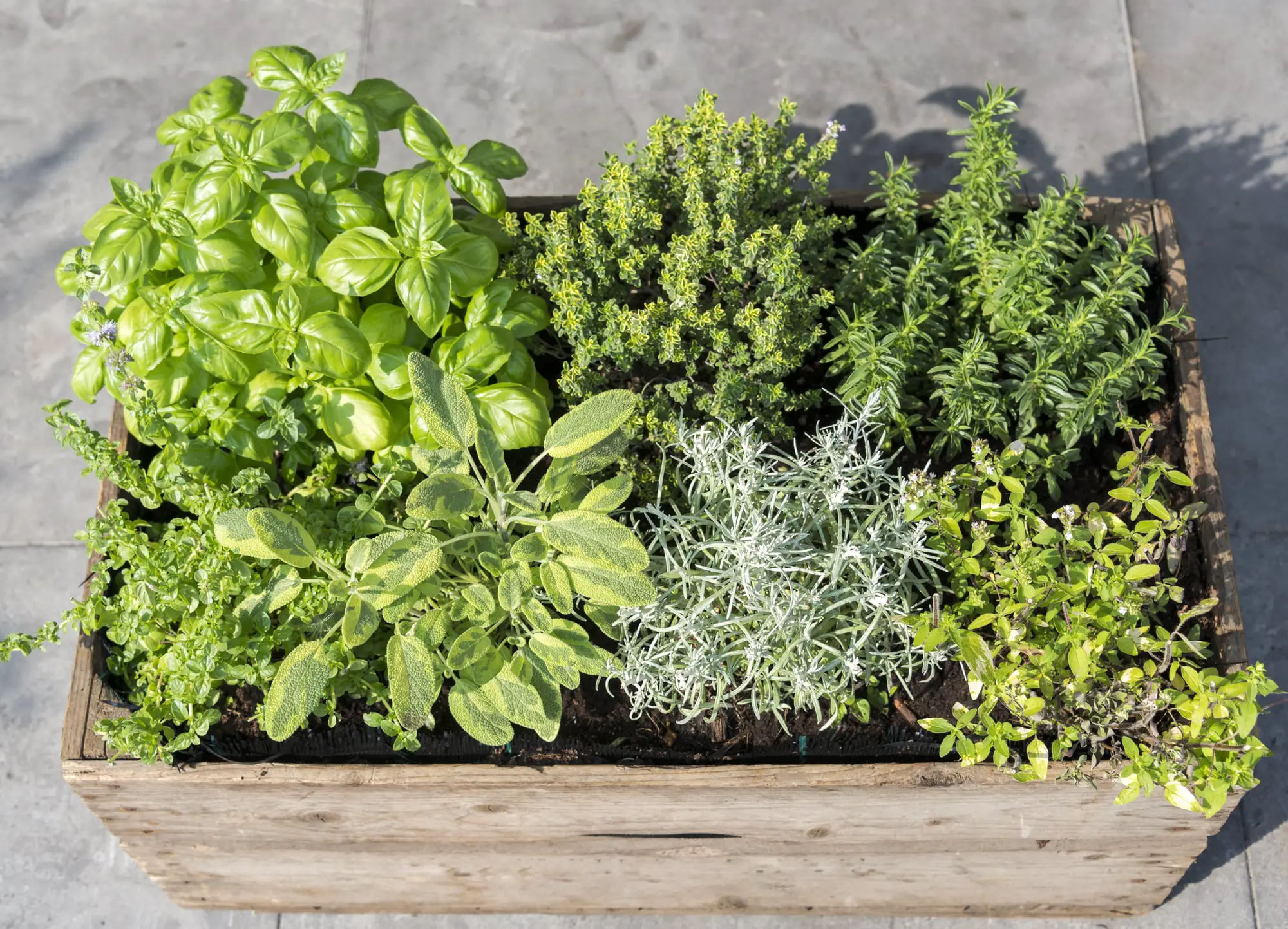 How to grow herbs organically