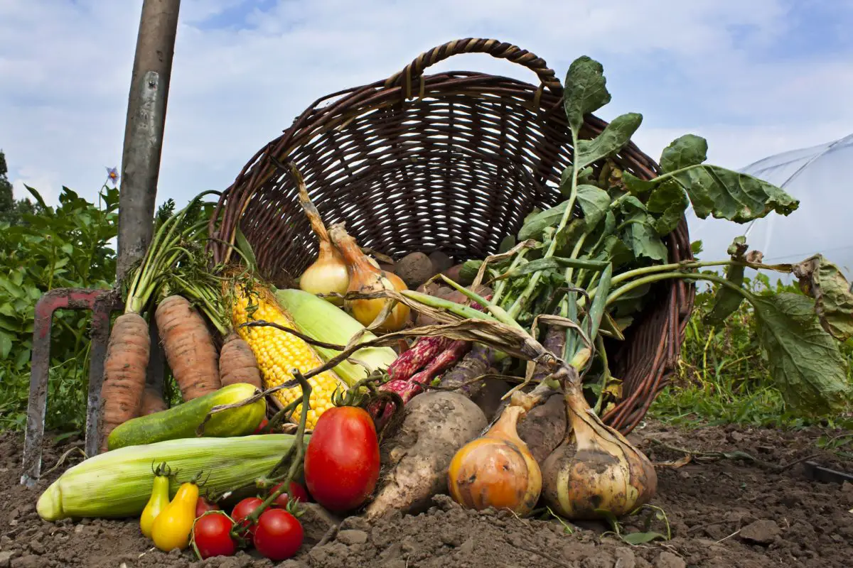 Как приготовить органические удобрения для огорода в домашних условиях