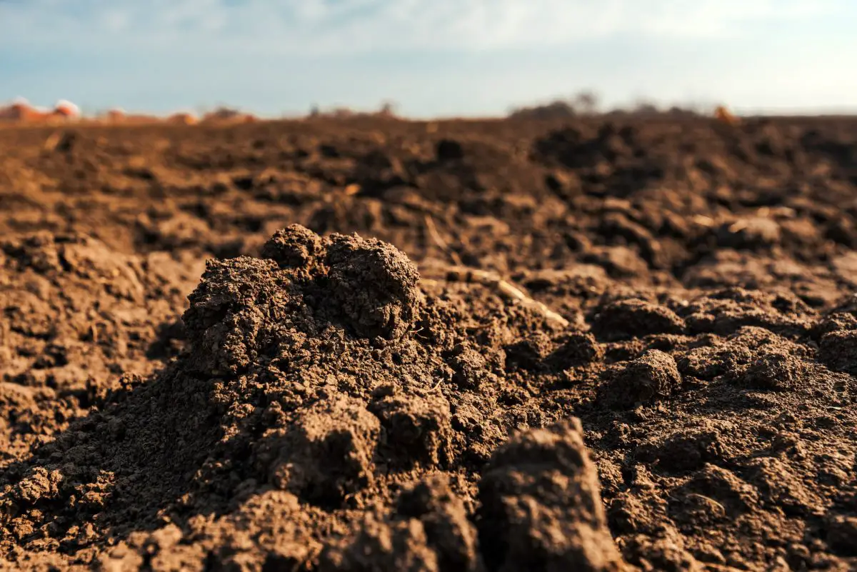 Soil tillage in organic farming.  What they are, how to make them and what they are for