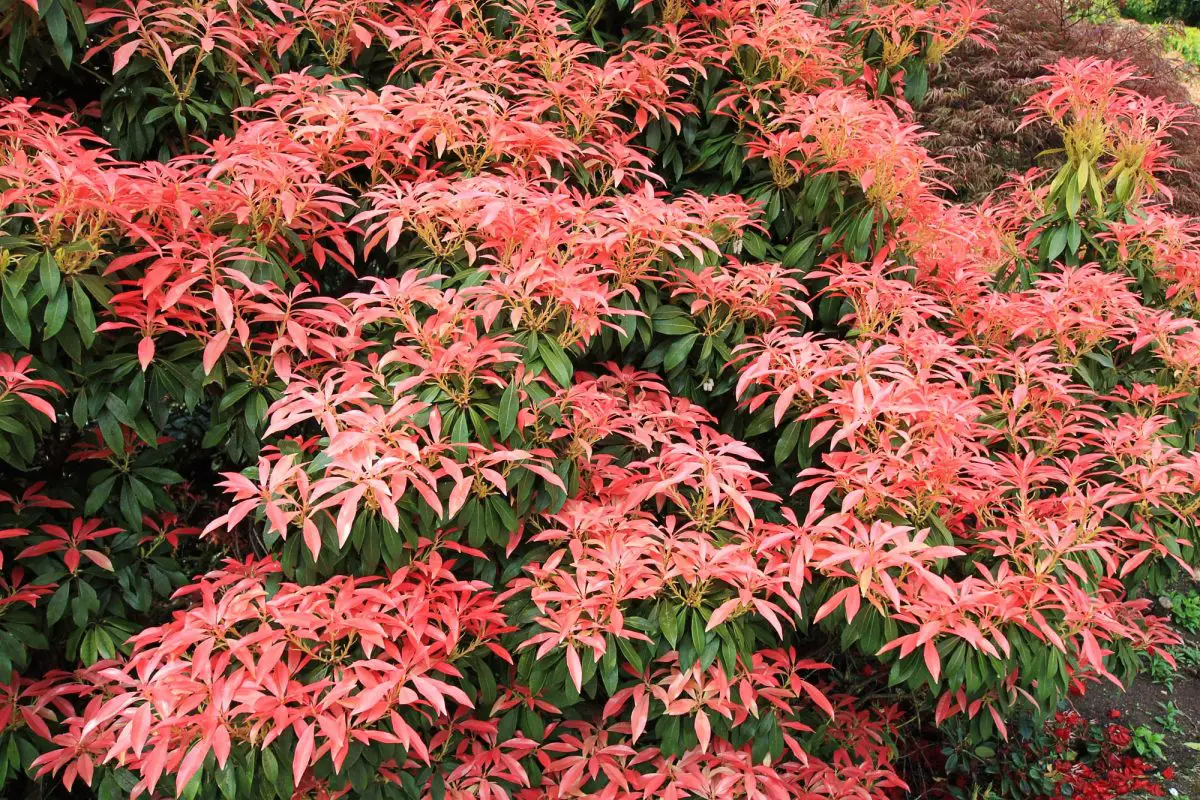 Pieris japonica: how to grow this ornamental shrub in the garden