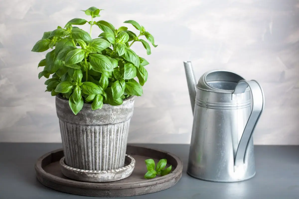 How and when to irrigate basil, both in pots and in the garden