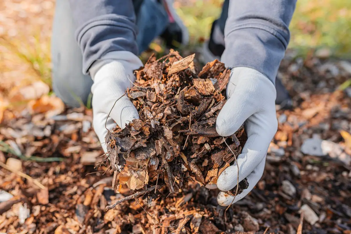 Come trasformare i residui di potatura in un concime naturale per l'orto