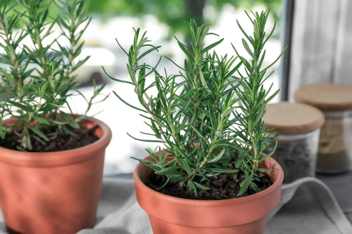 Why does potted rosemary die?