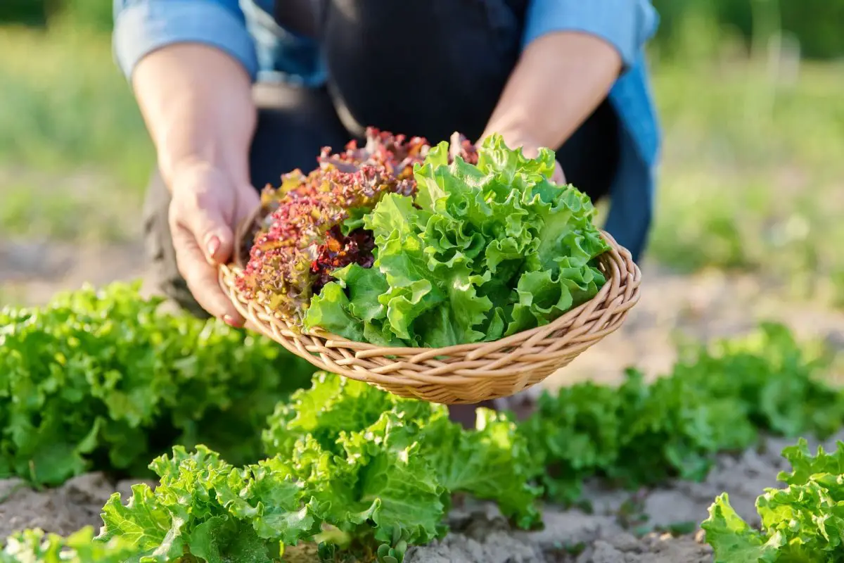 5 schnell wachsende Gemüsesorten, die Sie im April in den Garten pflanzen können