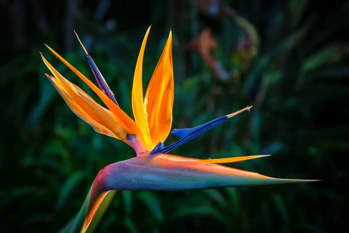 Strelitzia or bird of paradise, how to grow it in the garden or in pots