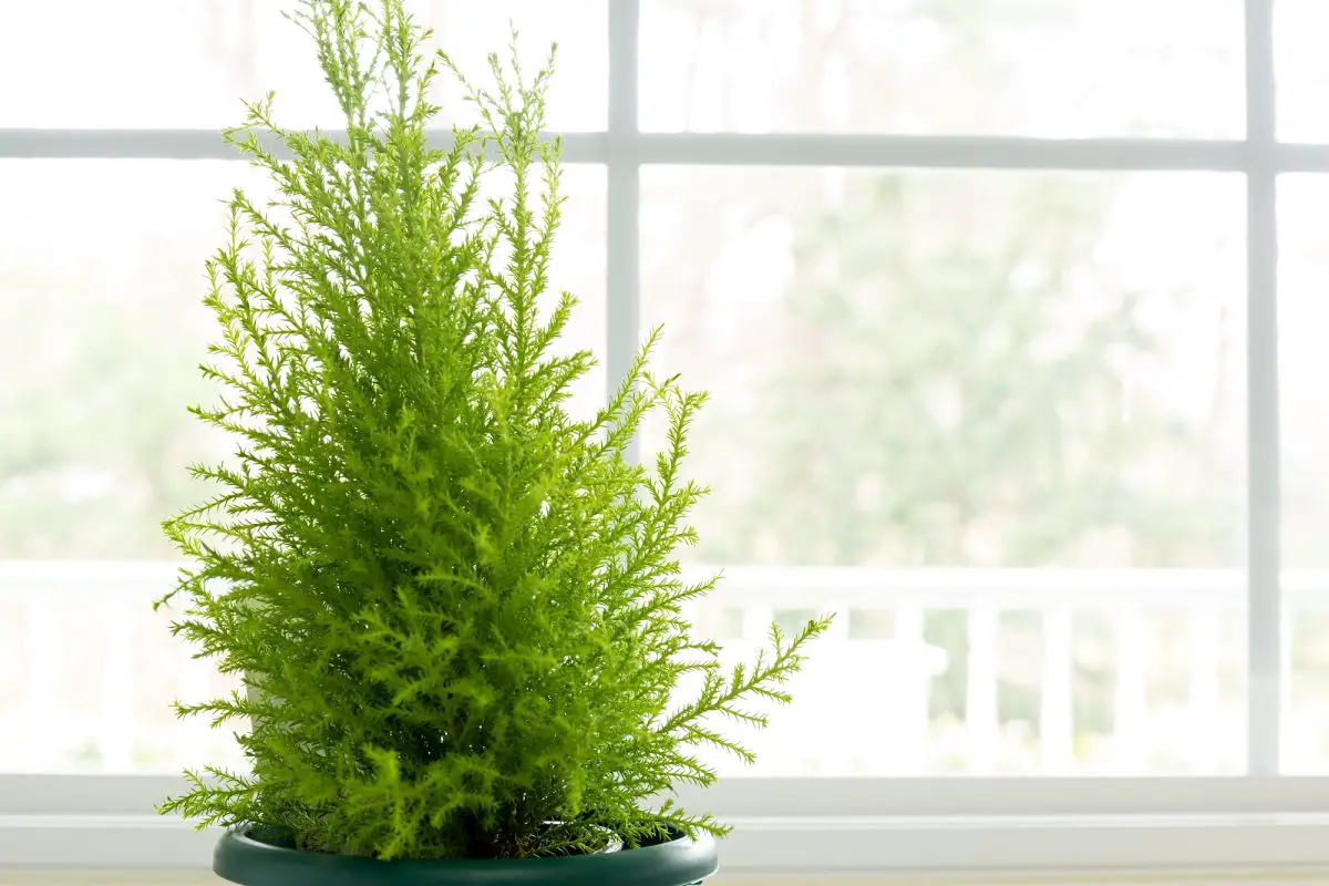 How to grow the Goldcrest cypress in the garden or in pots