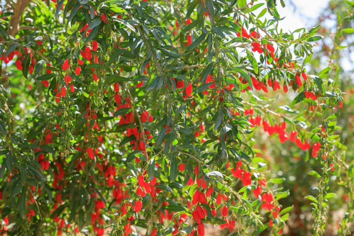 How to grow goji in the orchard