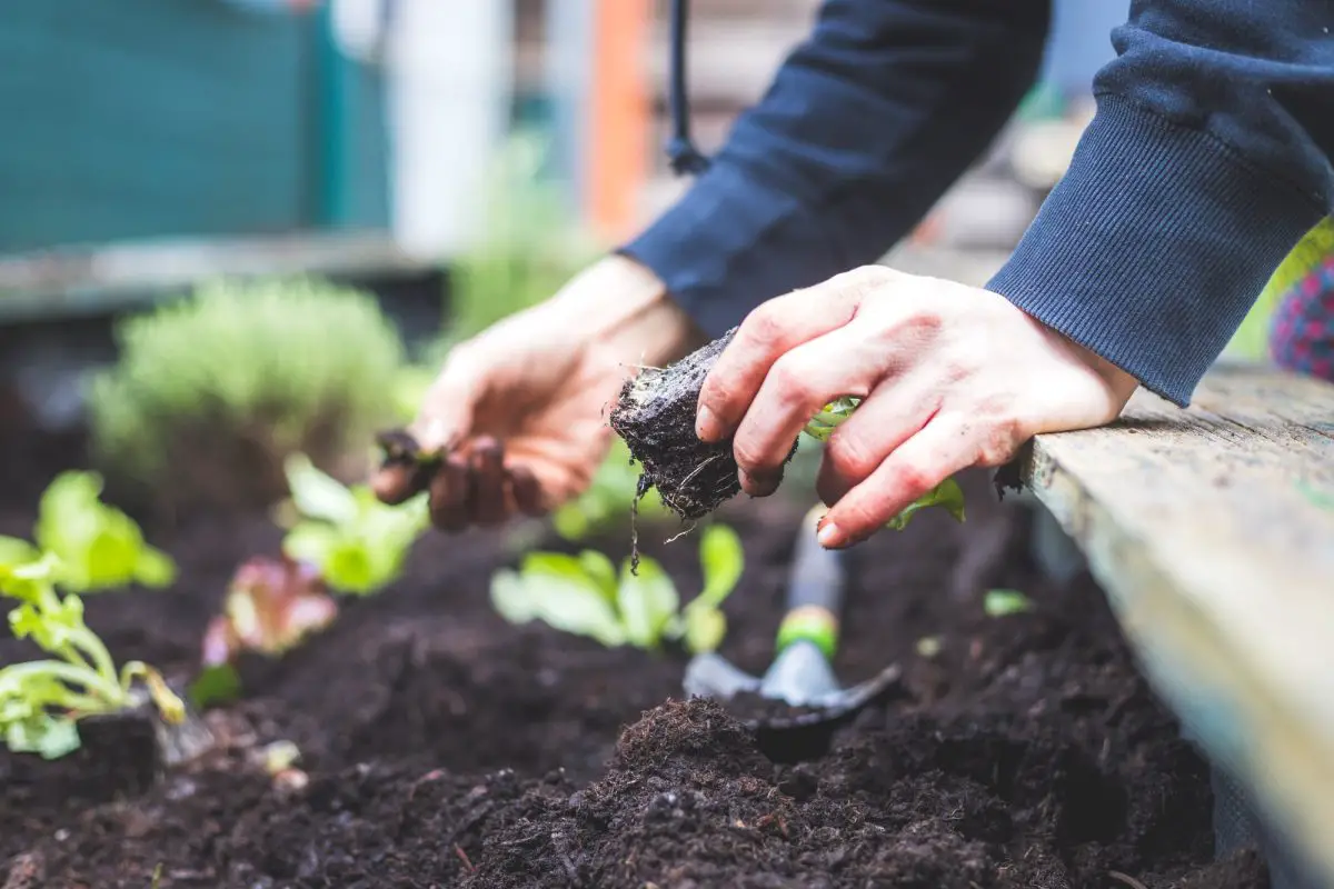 Jardinería urbana, consejos para hacerlo con éxito