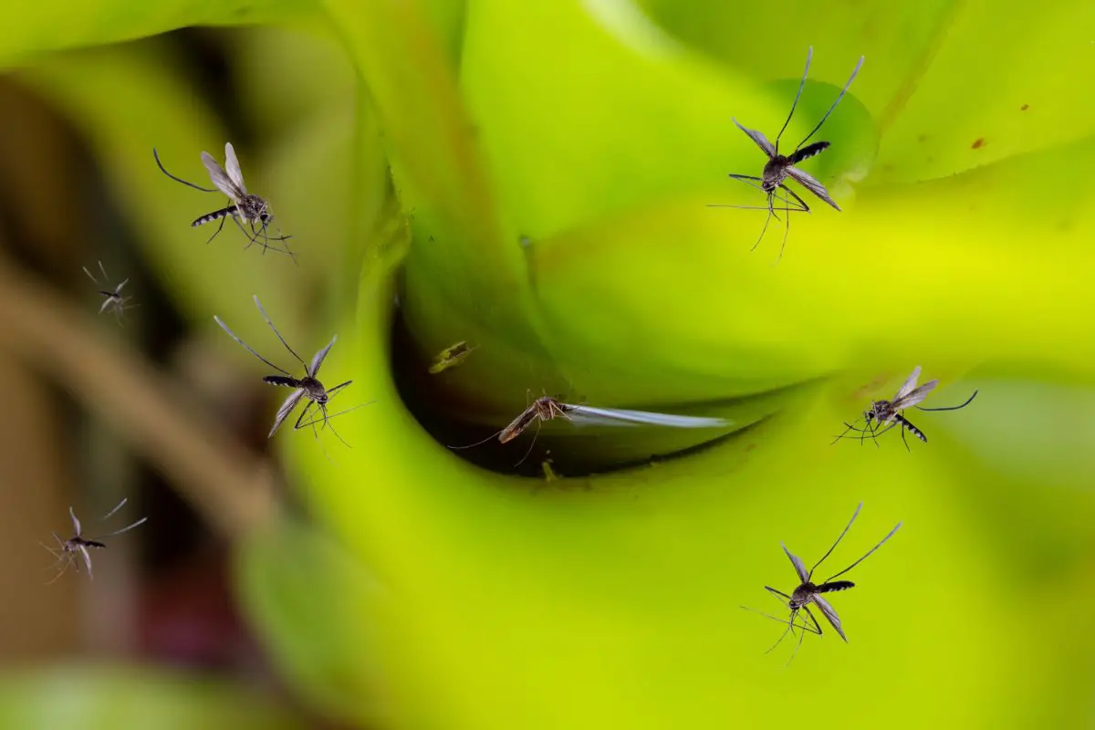 Plantas repelentes de mosquitos, que são as mais eficazes para cultivar no jardim