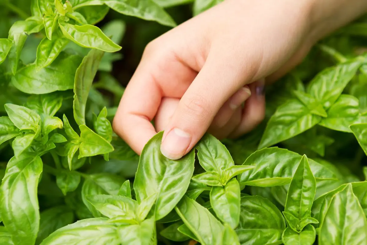 How to harvest basil and store it in the right way