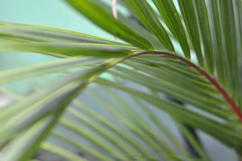 Hojas de palmera areca (Dypsis lutescens)