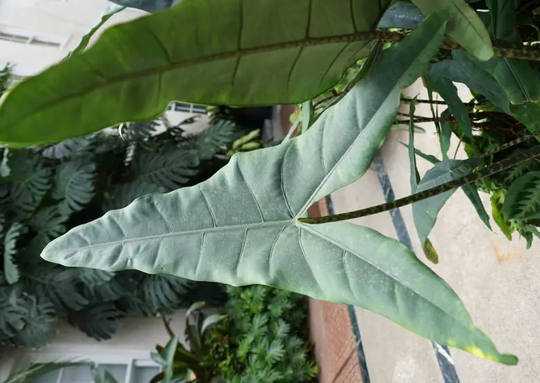 Blätter von Alocasia zebrina