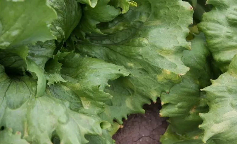 Lettuce with yellow spots