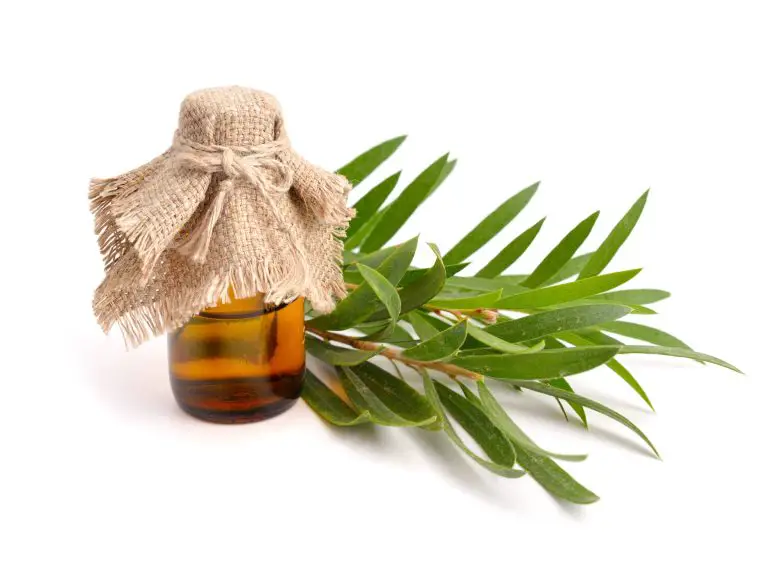 Melaleuca alternifolia essential oil