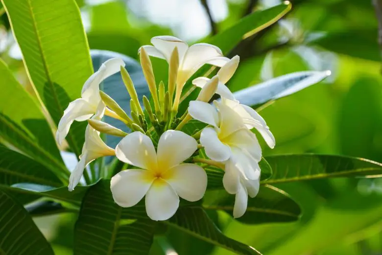 Белые цветы франжипани