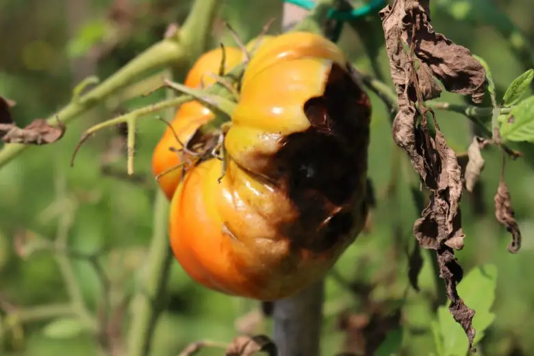 Blossom end rot of tomatoes