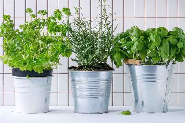 Aromatische planten in potten