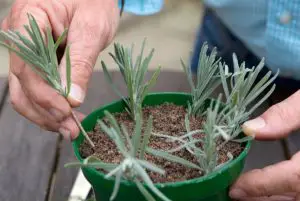 Potted lavender cuttings
