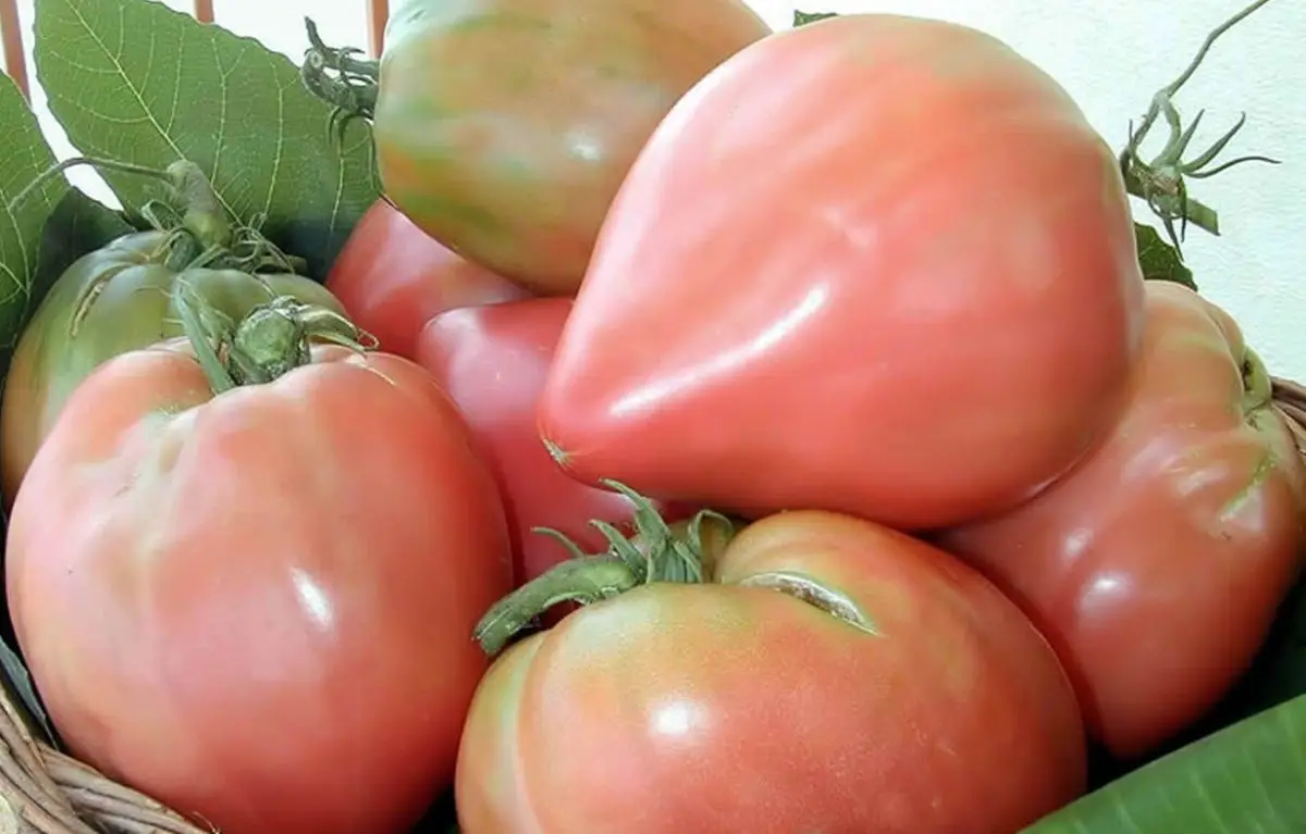 Tomates de Belmonte, técnicas y secretos para cultivar los gigantes de Calabria