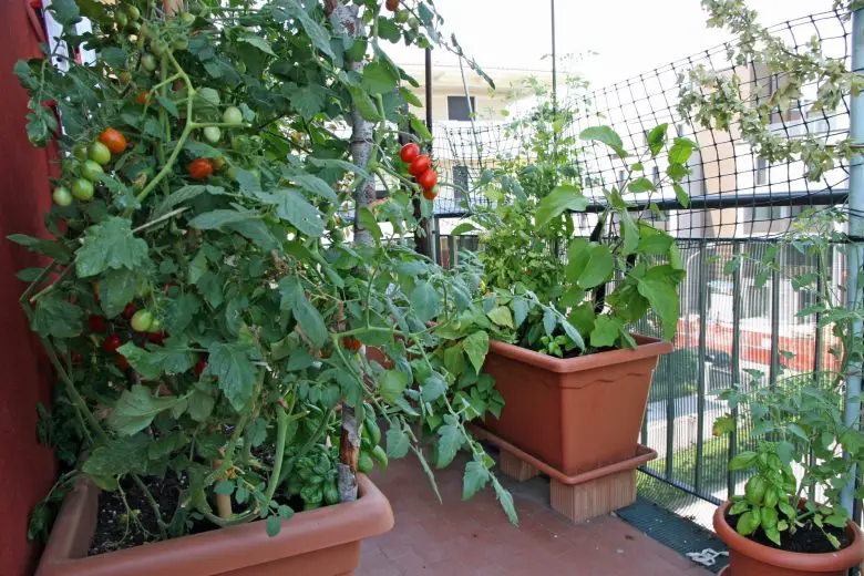 Vegetable garden on the balcony
