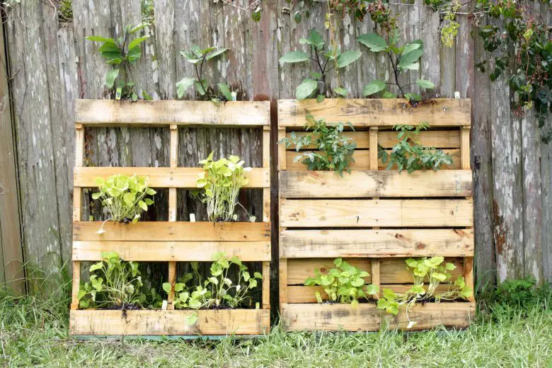 Vegetable garden in boxes