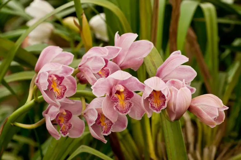 Pink bamboo orchid flowers