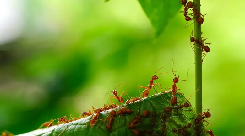 Mieren op plant