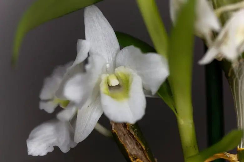 White bamboo orchid flowers