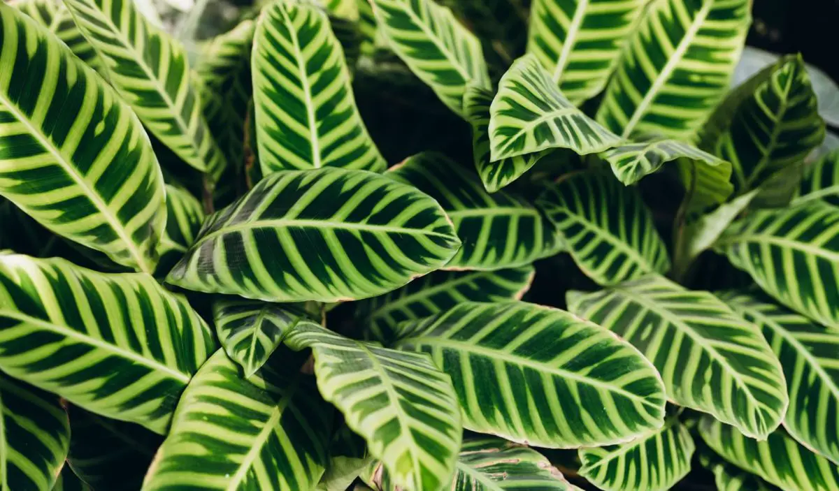 Calathea, how to grow the plant that purifies the air in the home