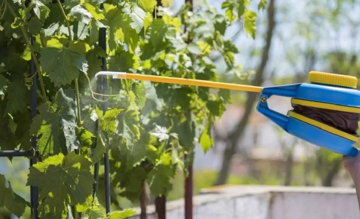 How to use sulphur, the fungicide for organic vegetable gardens and orchards