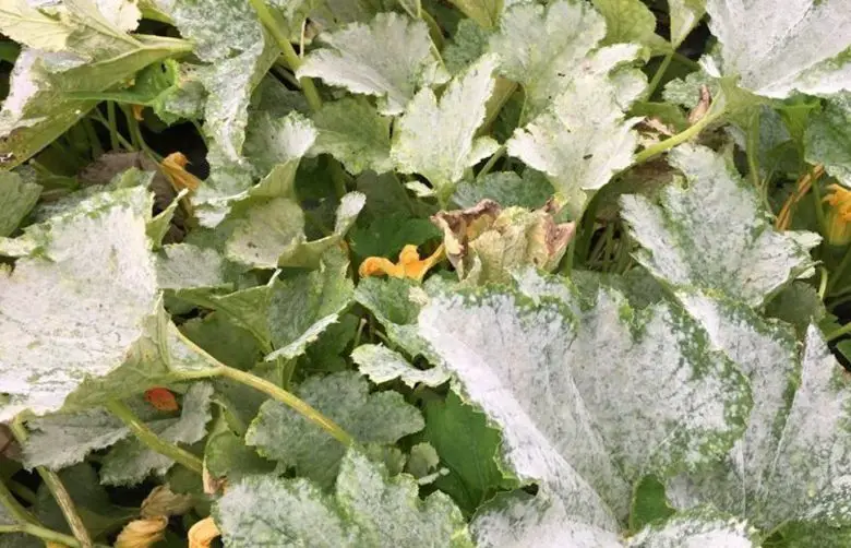 Courgette powdery mildew