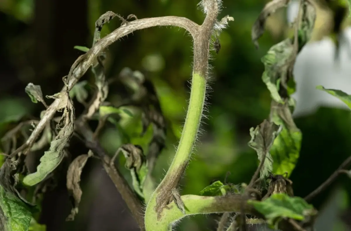 Why do tomatoes have black leaves and stems?