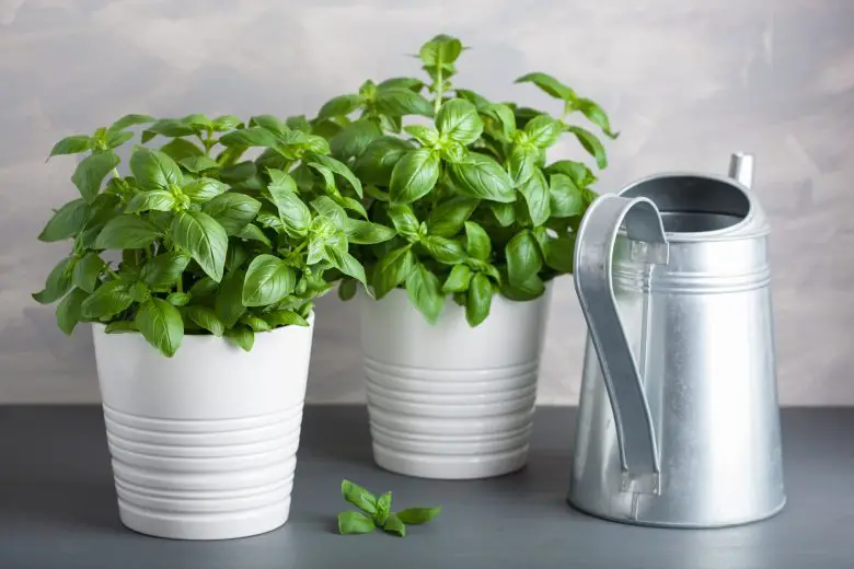water the basil