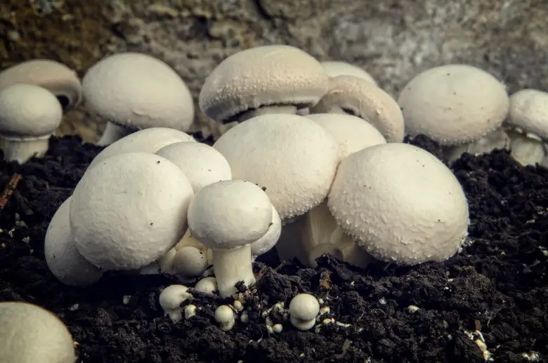 Cogumelos champignon