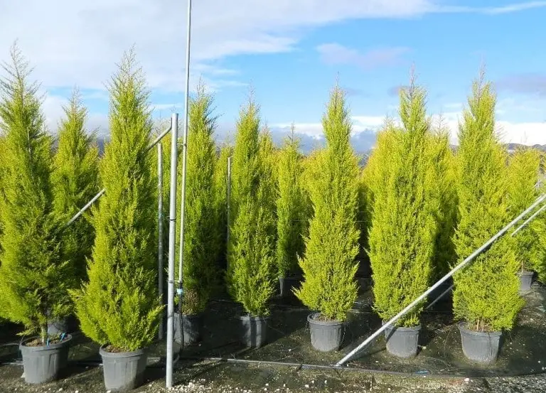 How to grow the Goldcrest cypress in garden in pots - Sbenny's