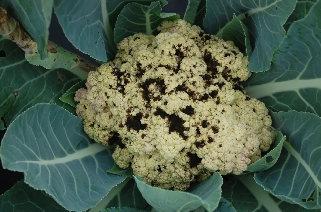Cabbage Alternaria.  Why does cauliflower have black spots?