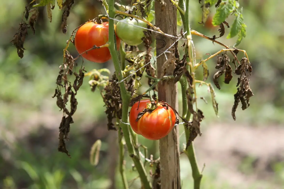 Warum werden Tomaten krank? Ursachen und Tipps zur Vorbeugung