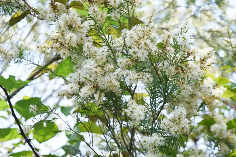 Blätter und Blüten von Teebaumöl