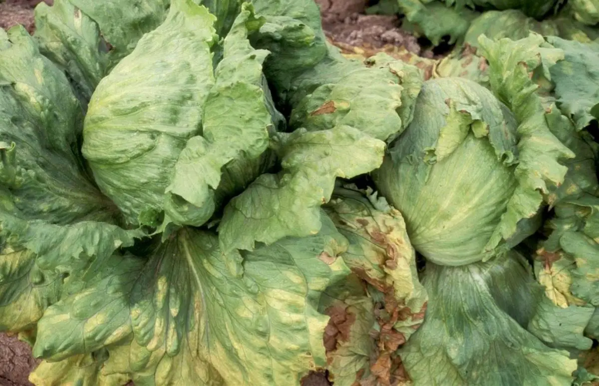 Downy mildew of lettuce (Bremia lactucae).  Damage and prevention