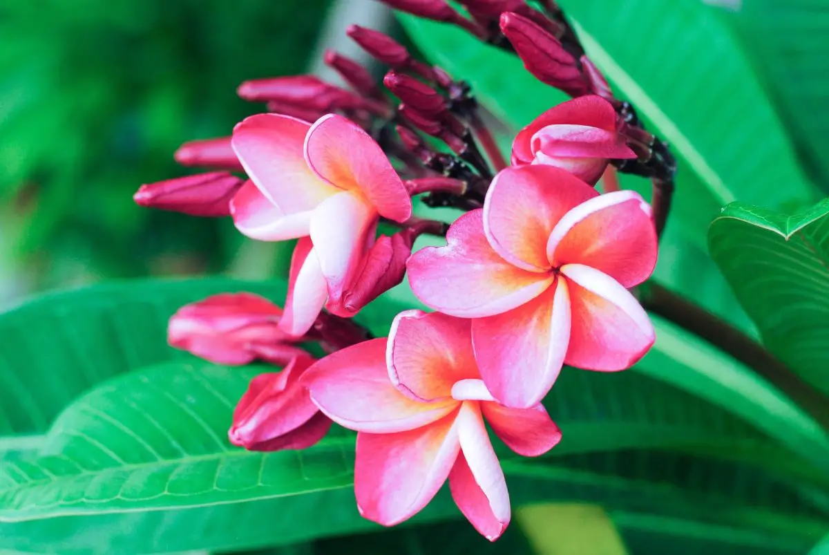 Plumeria or frangipani.  Tips for growing it in pots