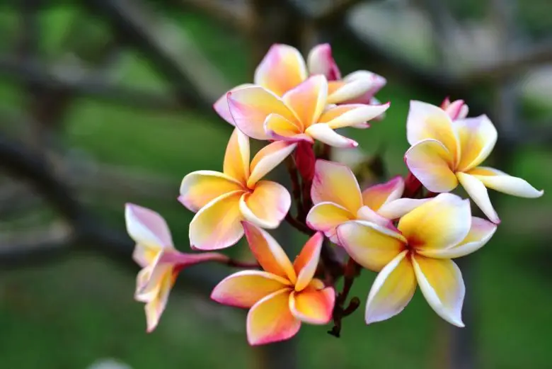 Variegated plumeria flowers